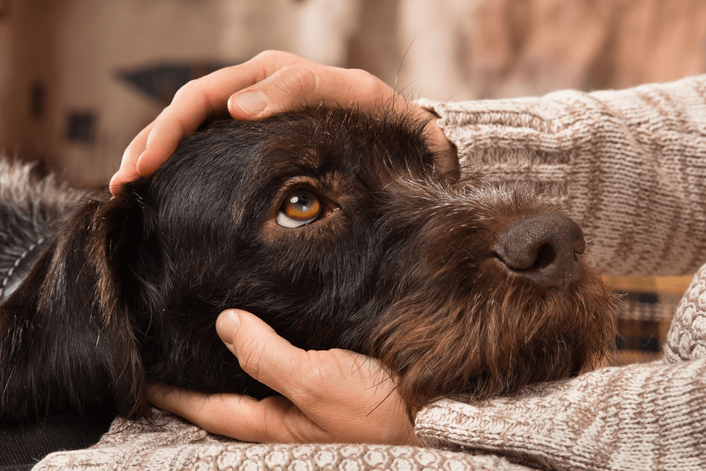 Veterinary team caring for a dog