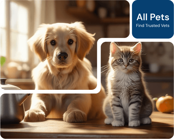 Cat and Dog